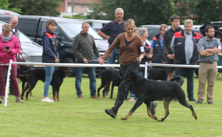 Youp, a Beauceron tested with EmbarkVet.com