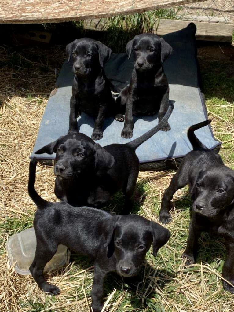 Kaya, a Weimaraner and Labrador Retriever mix tested with EmbarkVet.com