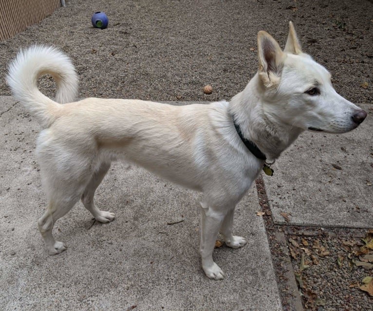 Summit, a Siberian Husky and Great Pyrenees mix tested with EmbarkVet.com