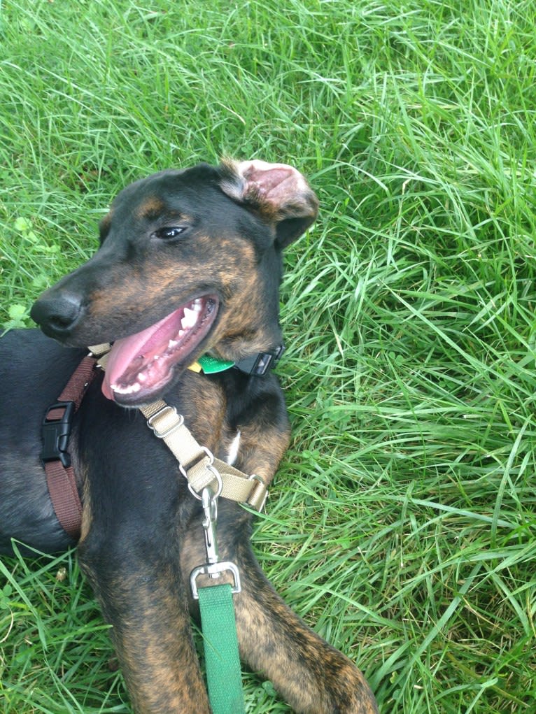 Remington, a Treeing Walker Coonhound and American Pit Bull Terrier mix tested with EmbarkVet.com