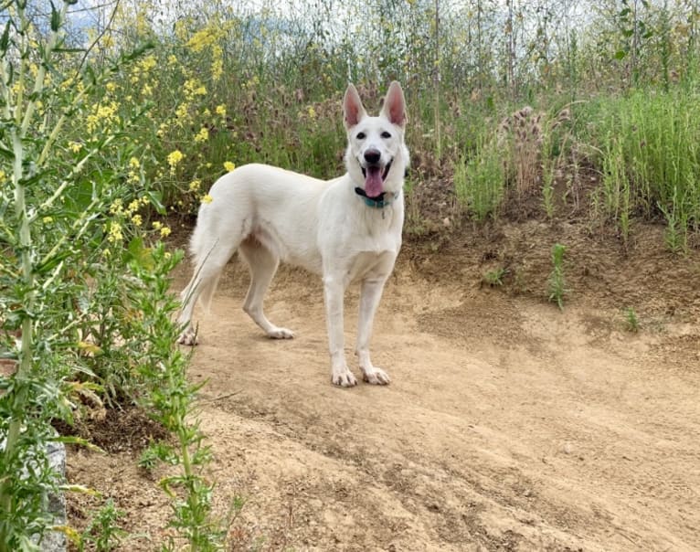 Bella, a German Shepherd Dog tested with EmbarkVet.com