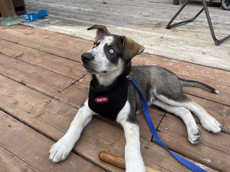 Captain, a Siberian Husky and Alaskan-type Husky mix tested with EmbarkVet.com