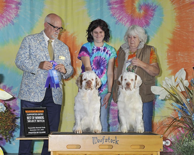 Rhaenyra, a Clumber Spaniel tested with EmbarkVet.com