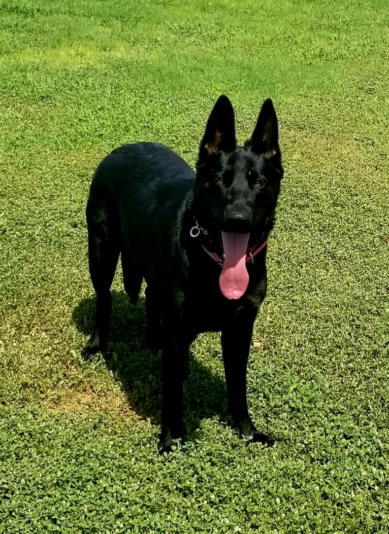 Ruby, a German Shepherd Dog tested with EmbarkVet.com