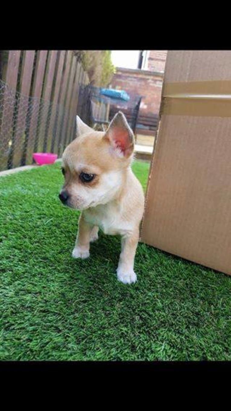 JOE, a Chihuahua and Yorkshire Terrier mix tested with EmbarkVet.com