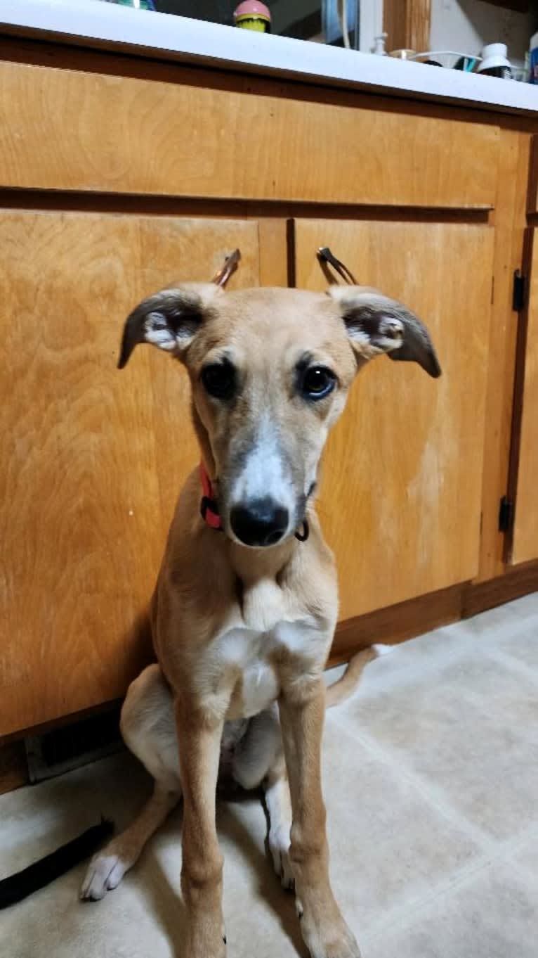 Sahara, a Greyhound and Whippet mix tested with EmbarkVet.com