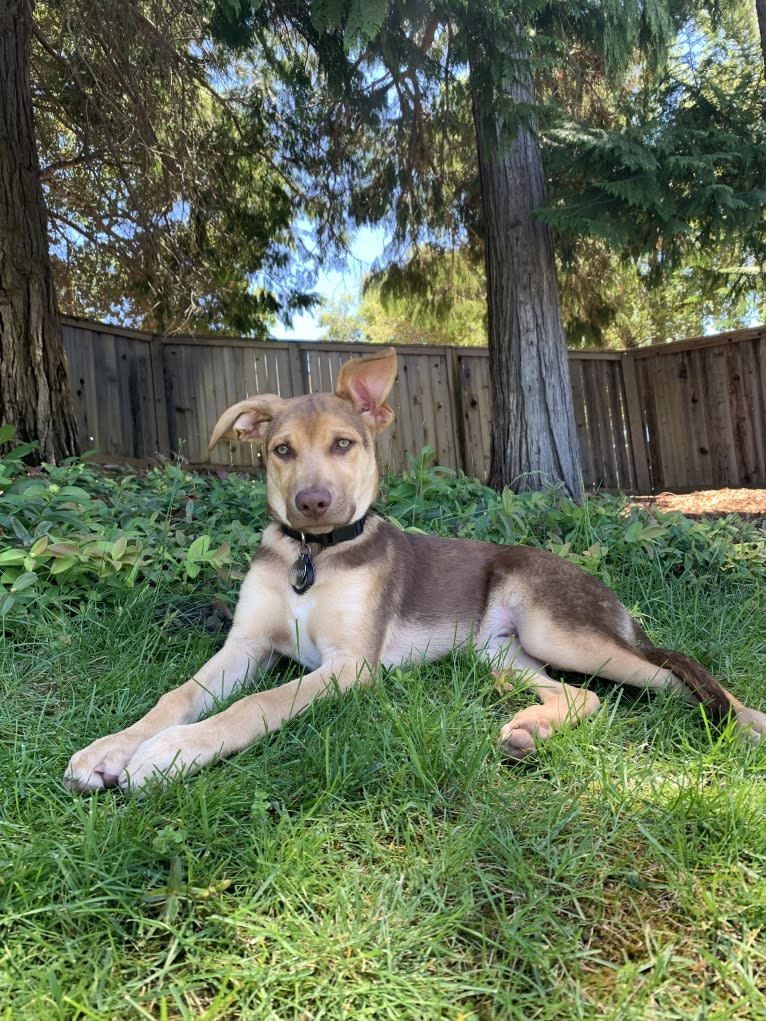 Conan, a German Shepherd Dog and American Pit Bull Terrier mix tested with EmbarkVet.com