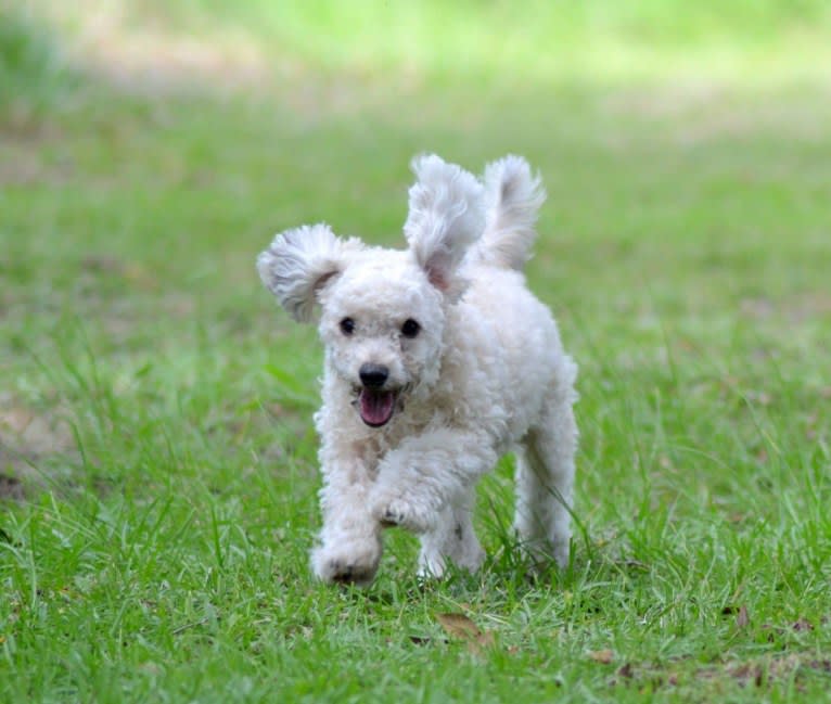 Opee, a Poodle (Small) and Chihuahua mix tested with EmbarkVet.com