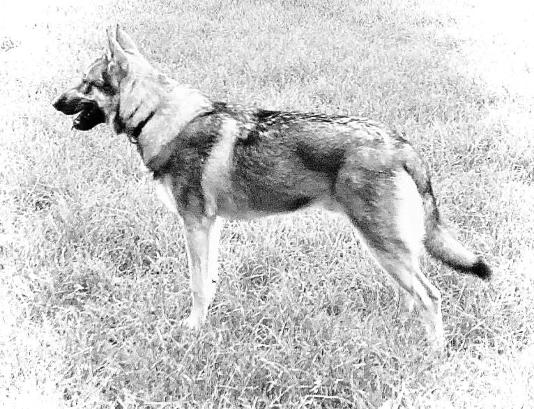 Obi, a Saarloos Wolfdog and Norwegian Elkhound mix tested with EmbarkVet.com