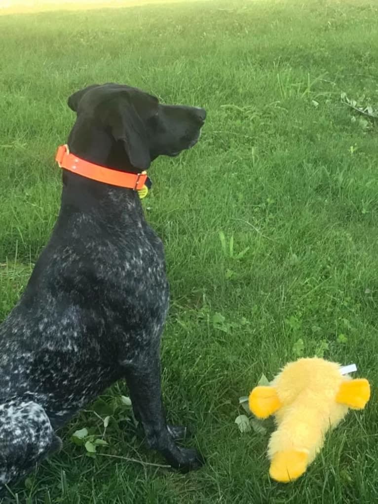 Gunner Smith, a German Shorthaired Pointer tested with EmbarkVet.com