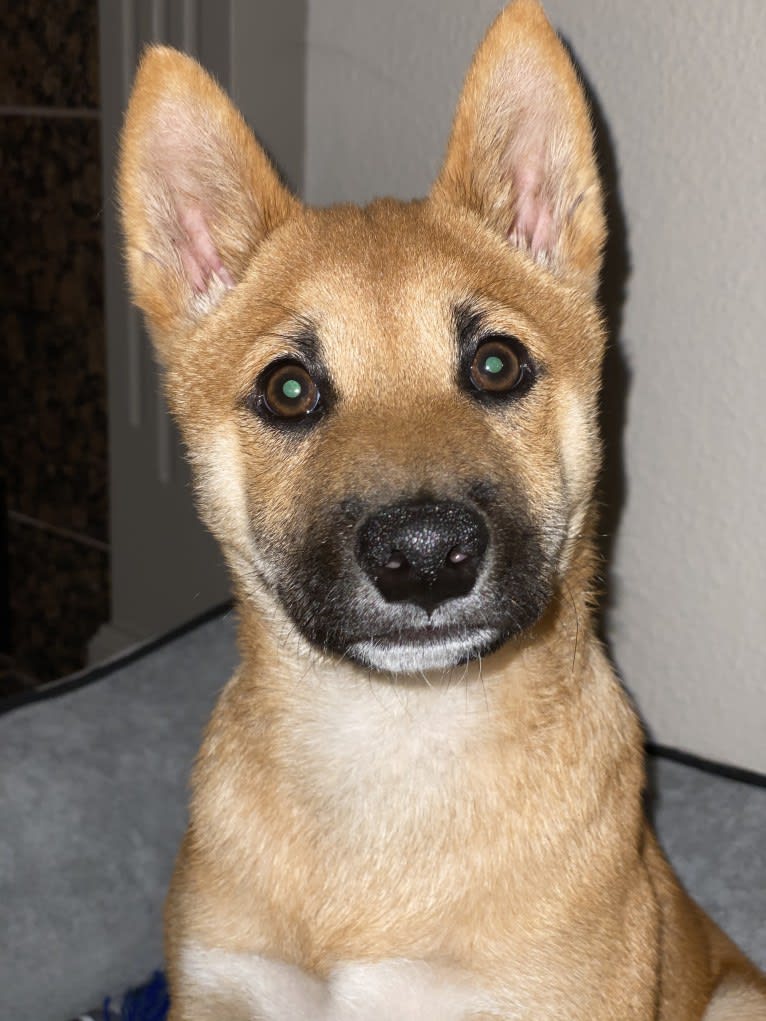 Kobe, a Shiba Inu tested with EmbarkVet.com