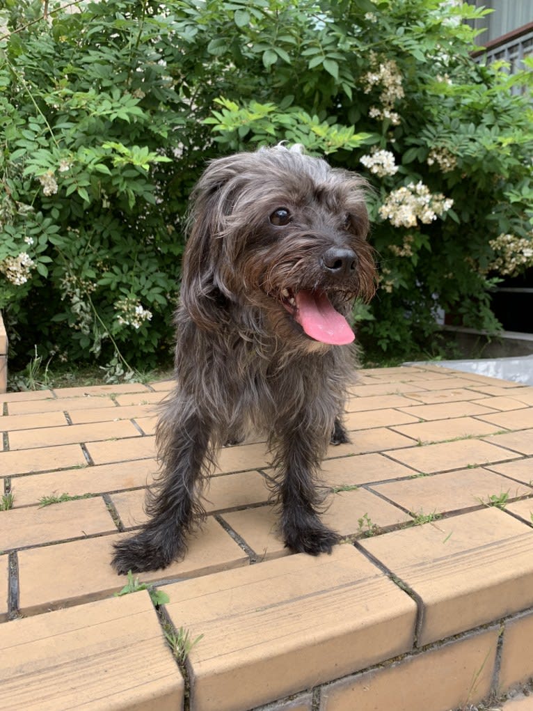 Kodak, a Poodle (Small) and Pekingese mix tested with EmbarkVet.com