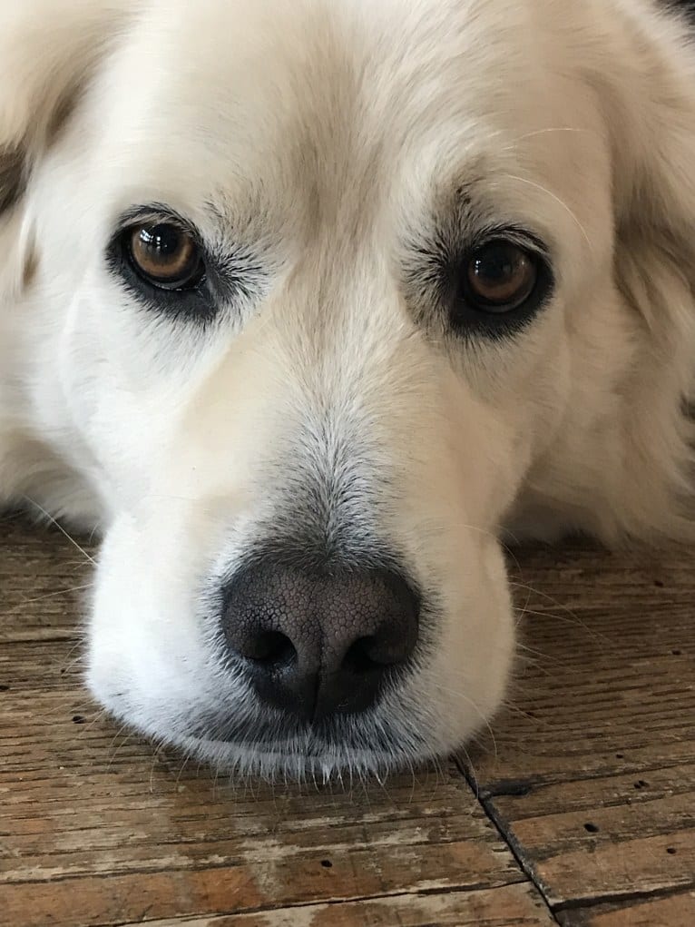 Virgil, a Great Pyrenees and Golden Retriever mix tested with EmbarkVet.com