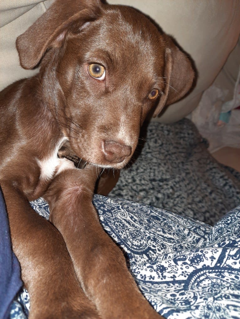 Valkyrie, a Golden Retriever and Labrador Retriever mix tested with EmbarkVet.com