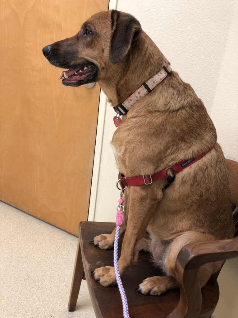 Sansa, a Labrador Retriever and German Shepherd Dog mix tested with EmbarkVet.com