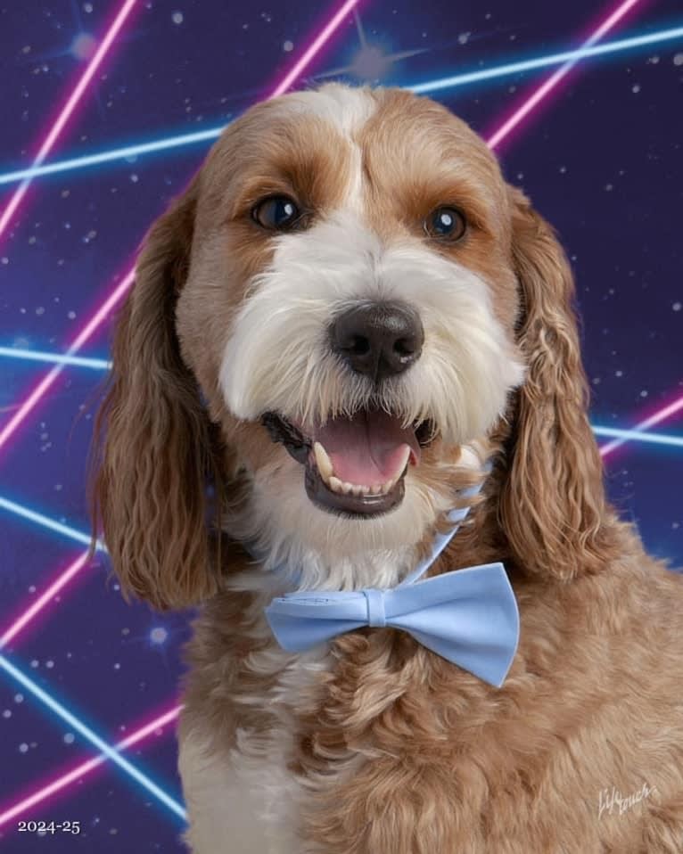 Hamilton, a Goldendoodle tested with EmbarkVet.com