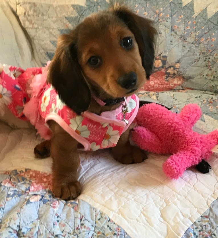 Hattie, a Dachshund (4.3% unresolved) tested with EmbarkVet.com