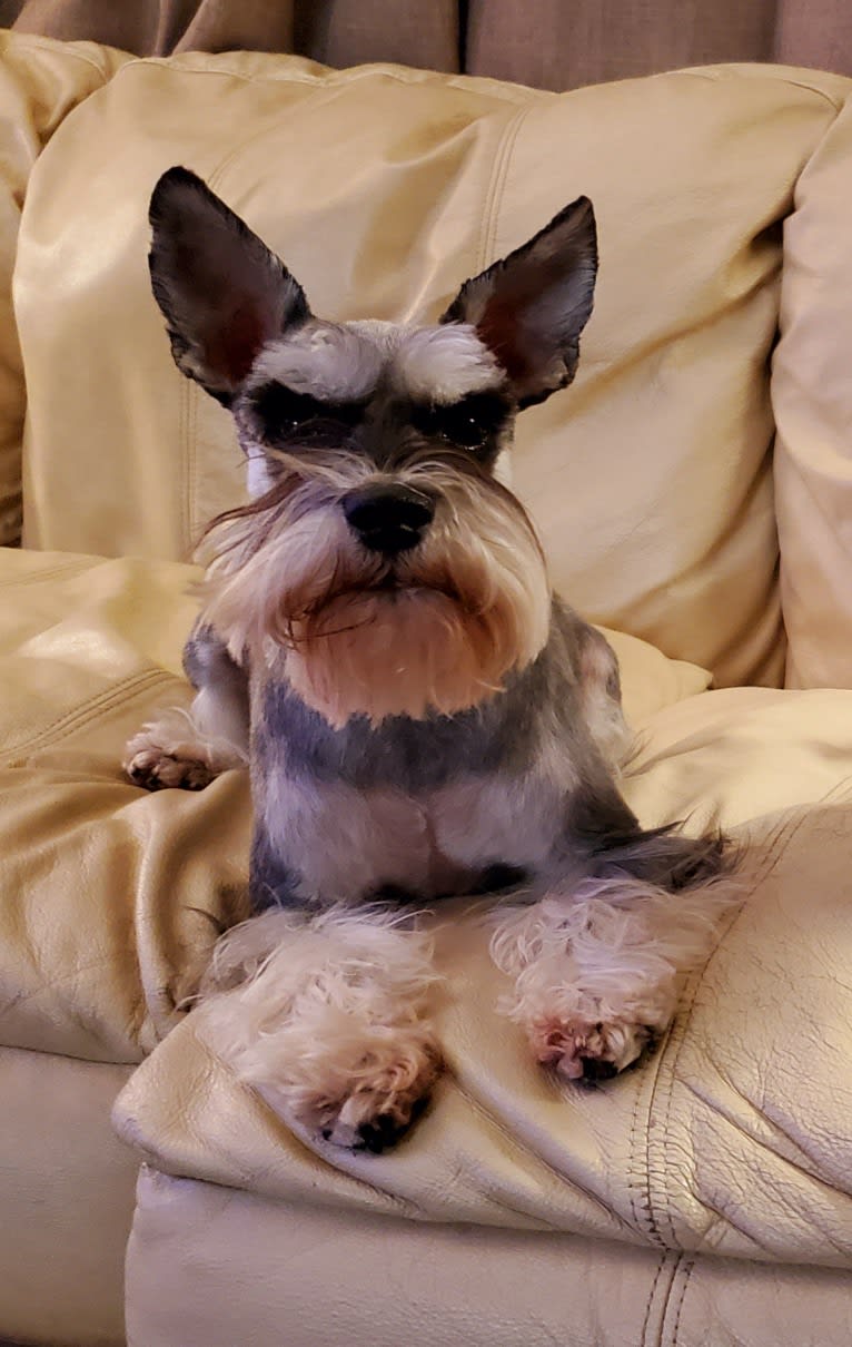 Sawyer, a Miniature Schnauzer tested with EmbarkVet.com