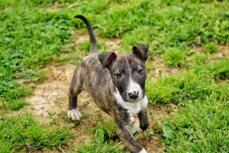 Dippy, a Bull Terrier tested with EmbarkVet.com