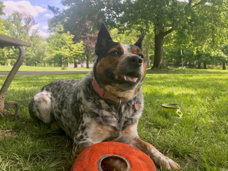 April, an Australian Cattle Dog and Border Collie mix tested with EmbarkVet.com