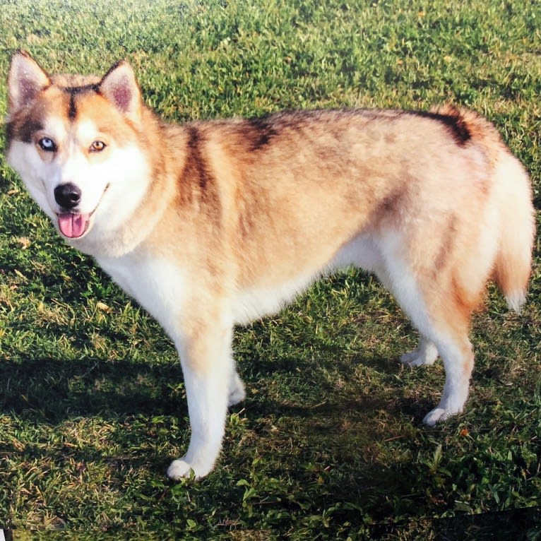 Yuma, a Siberian Husky tested with EmbarkVet.com