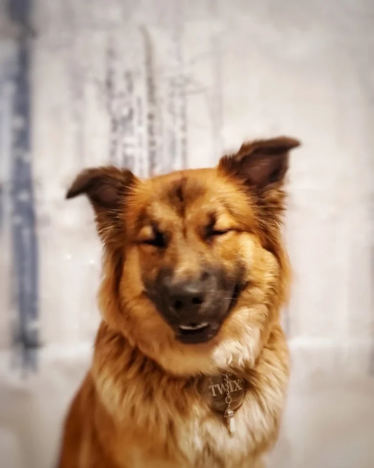 Twix, a German Shepherd Dog and Chow Chow mix tested with EmbarkVet.com