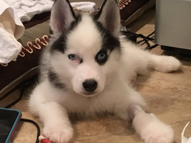 Pirate, a Siberian Husky tested with EmbarkVet.com