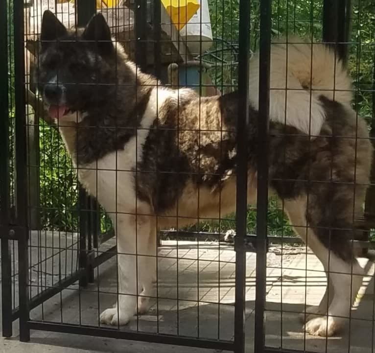 Demi, an Akita tested with EmbarkVet.com