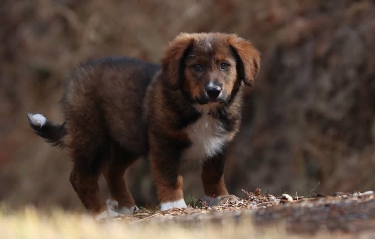 Burley, an English Shepherd tested with EmbarkVet.com