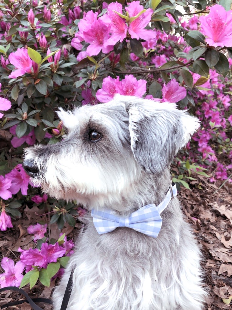 Lanier, a Miniature Schnauzer tested with EmbarkVet.com