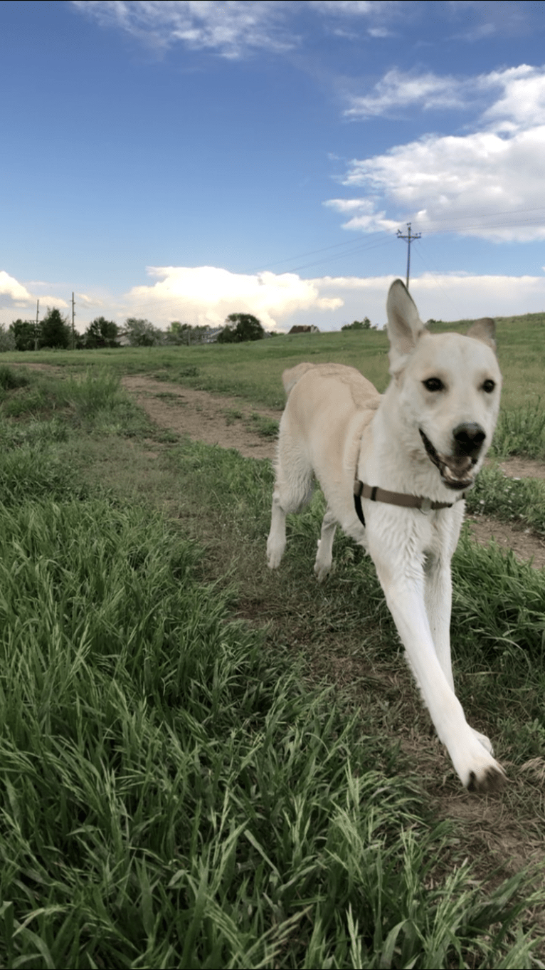 Leo, a Labrador Retriever and Siberian Husky mix tested with EmbarkVet.com