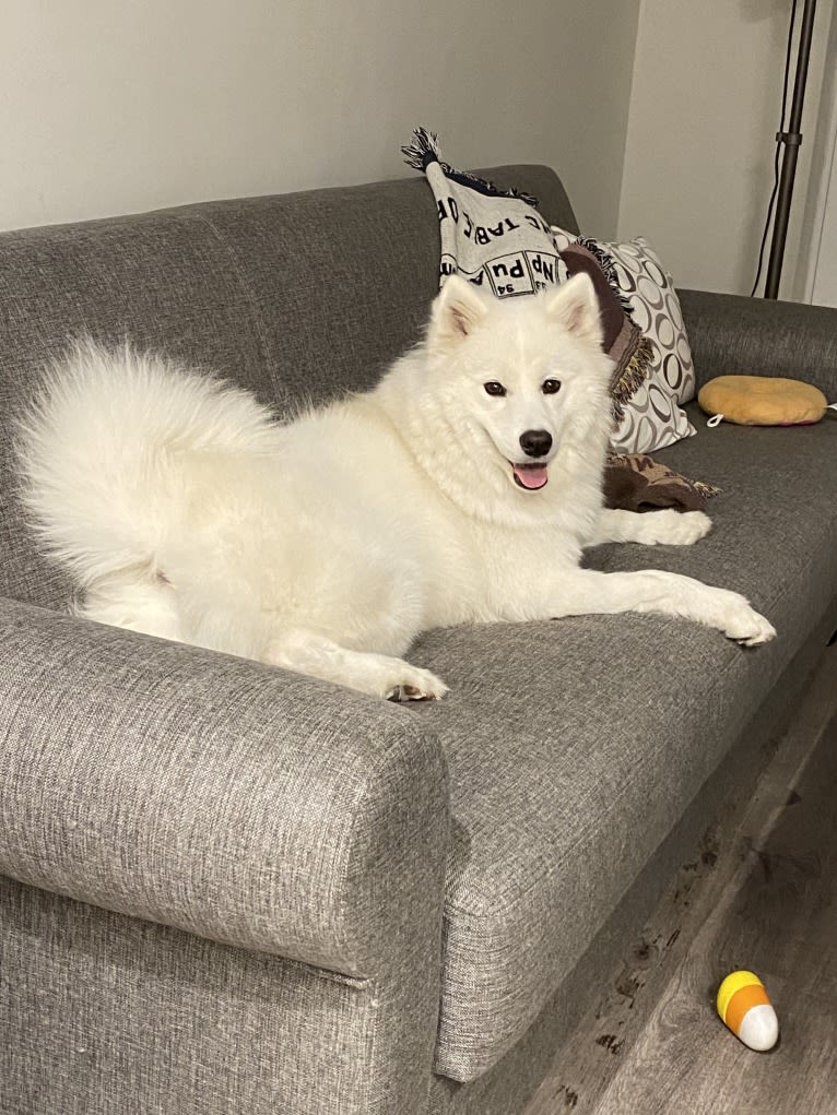 Acetone, a Samoyed tested with EmbarkVet.com