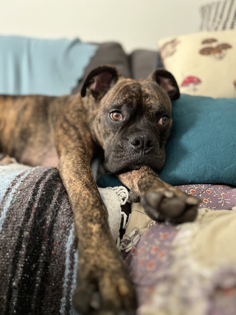 Ozzy, a Boxer and American Bulldog mix tested with EmbarkVet.com