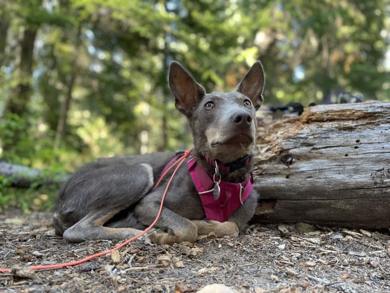 Nora, an Australian Kelpie tested with EmbarkVet.com