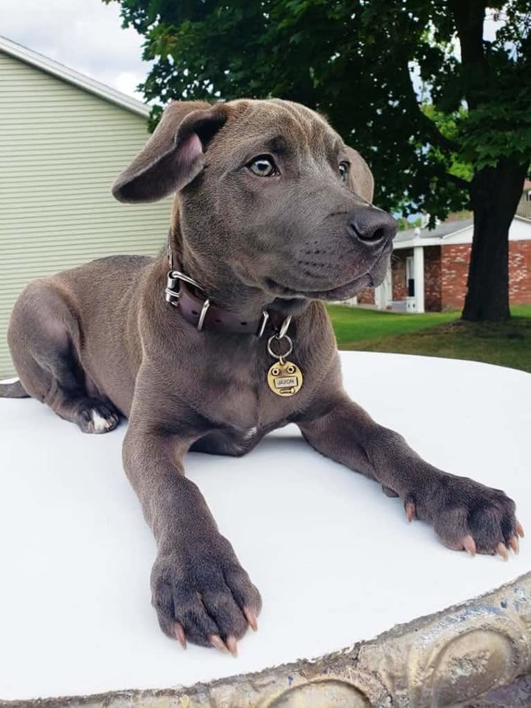 Jaxon, an American Pit Bull Terrier and Chow Chow mix tested with EmbarkVet.com