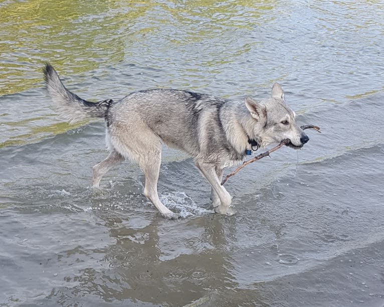 Ishtar (Estrella v.d. Scheldeschorre), a Saarloos Wolfdog tested with EmbarkVet.com