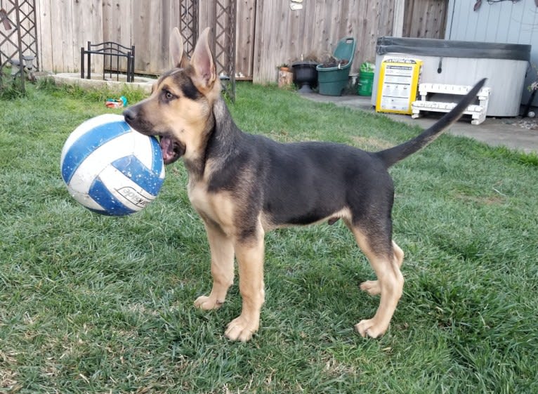 Grizz, a German Shepherd Dog and American Pit Bull Terrier mix tested with EmbarkVet.com