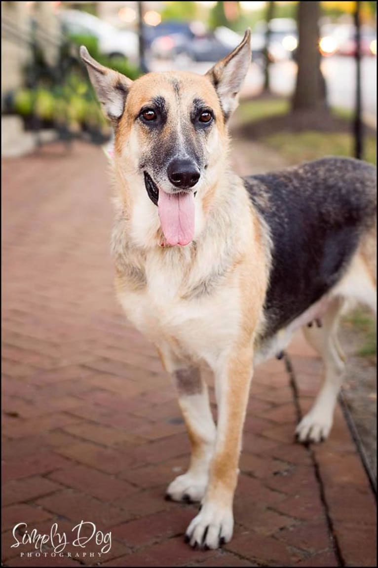Brie, a German Shepherd Dog and American Eskimo Dog mix tested with EmbarkVet.com