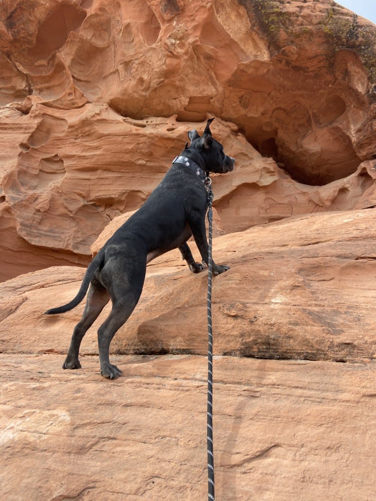 Mickey, an American Bully tested with EmbarkVet.com