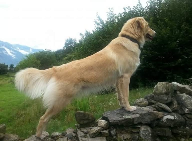 Pip, an Eastern European Village Dog tested with EmbarkVet.com