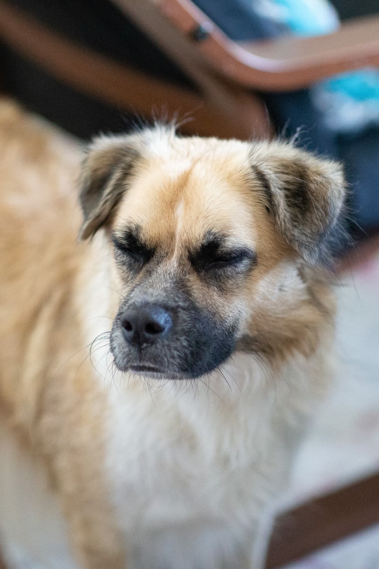 Joko, an American Pit Bull Terrier and Chow Chow mix tested with EmbarkVet.com