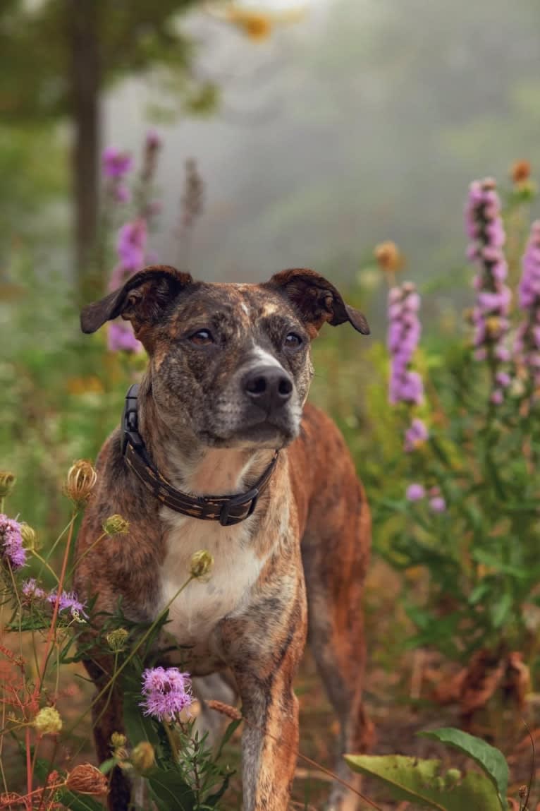 Quinn, an American Pit Bull Terrier and Australian Cattle Dog mix tested with EmbarkVet.com