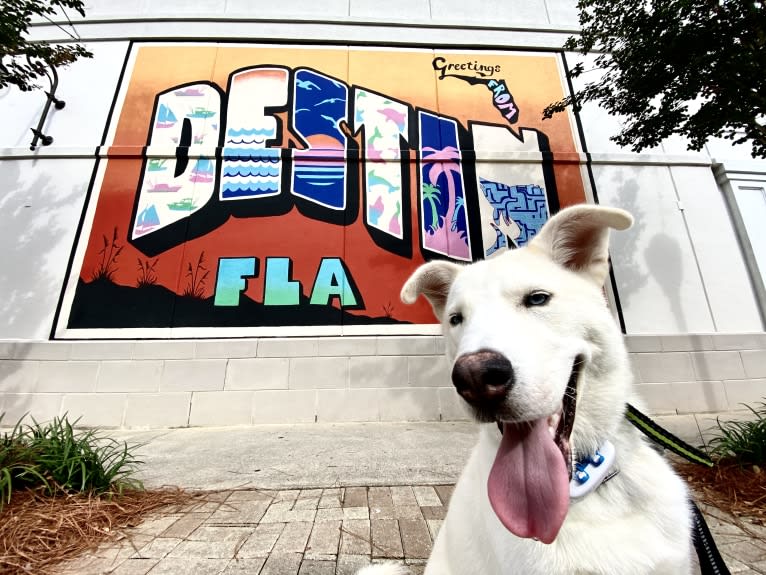 Dash, a Gerberian Shepsky (12.7% unresolved) tested with EmbarkVet.com