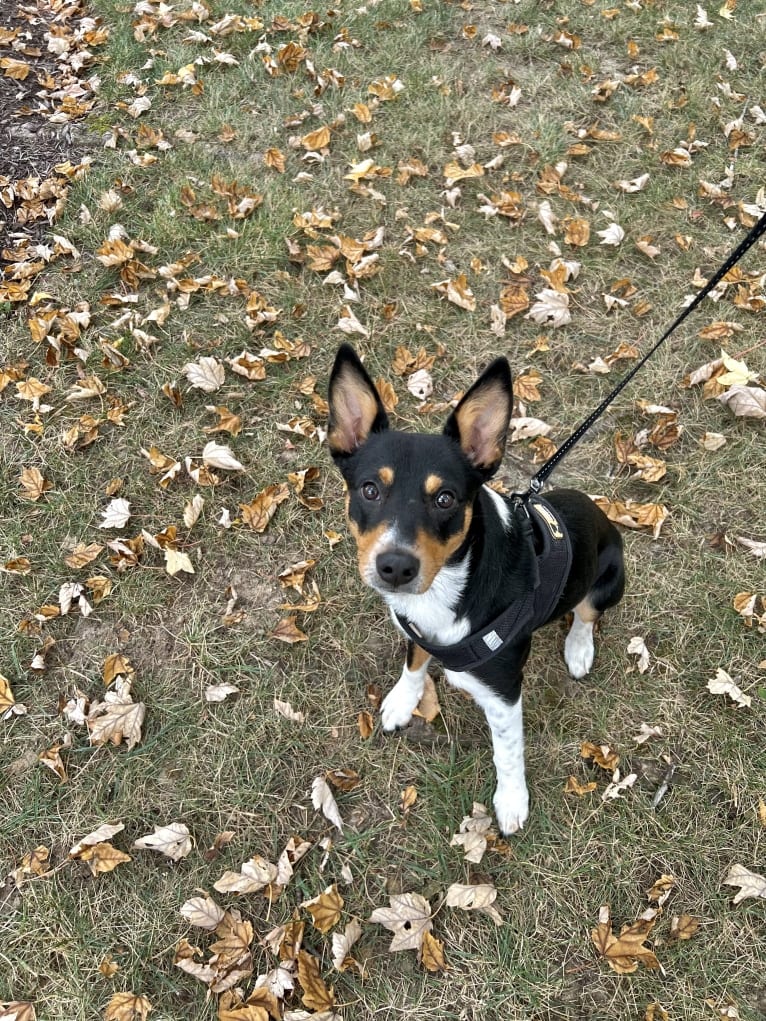 Oakley, an Australian Cattle Dog and Pembroke Welsh Corgi mix tested with EmbarkVet.com