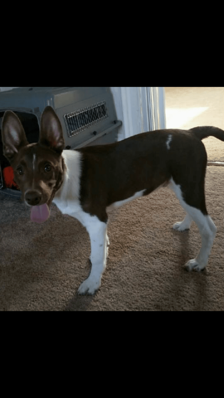 Gemini, a Border Collie and Australian Shepherd mix tested with EmbarkVet.com