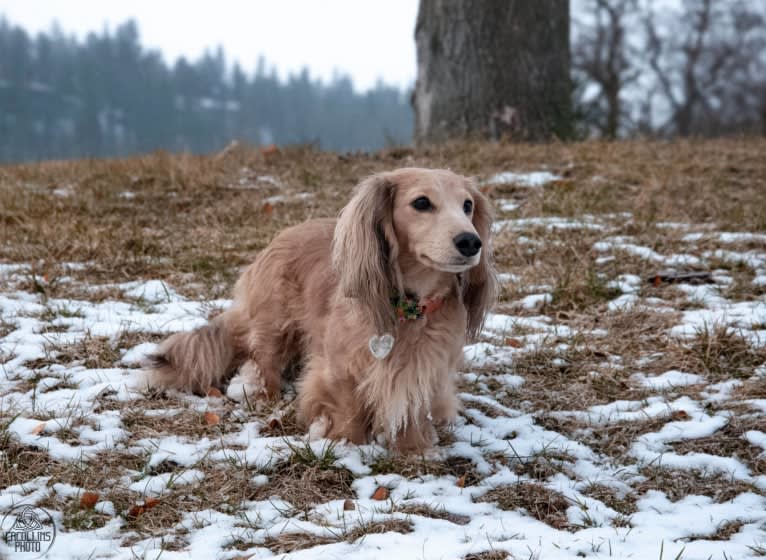 Diddy, a Dachshund tested with EmbarkVet.com