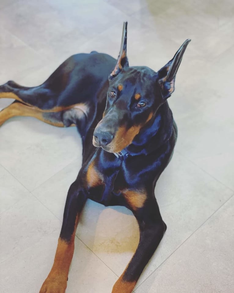 Jager, a Doberman Pinscher tested with EmbarkVet.com