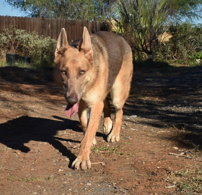 Bella, a German Shepherd Dog tested with EmbarkVet.com