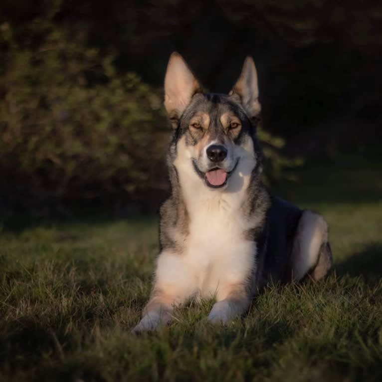 Koda, a German Shepherd Dog and Siberian Husky mix tested with EmbarkVet.com