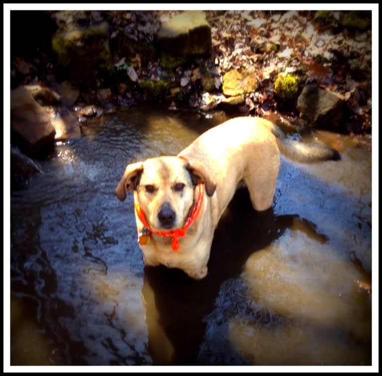 Chase, an American Pit Bull Terrier and Great Pyrenees mix tested with EmbarkVet.com